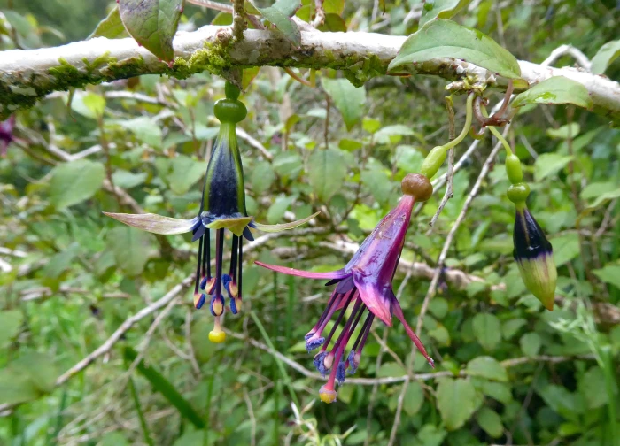 Fuchsia perscandens image