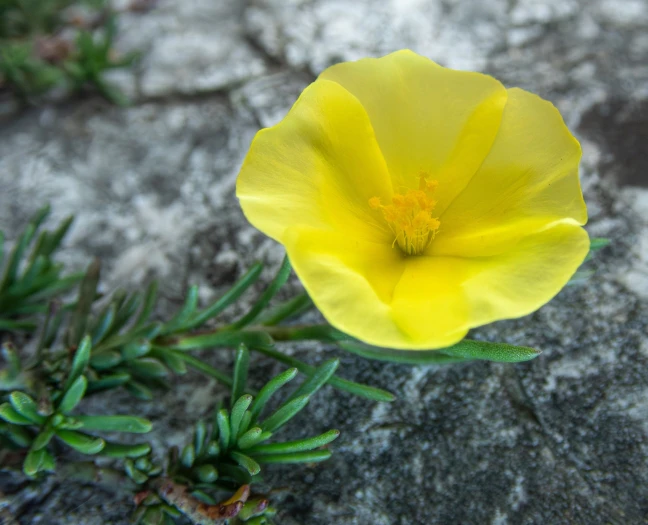 Fumana procumbens image