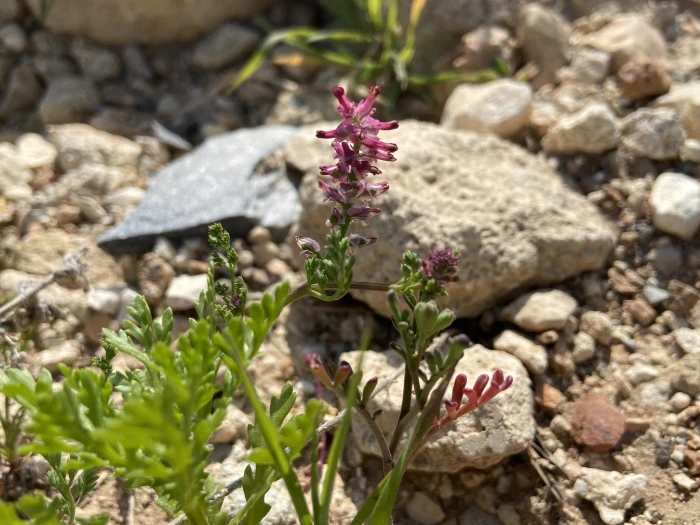 Fumaria densiflora image