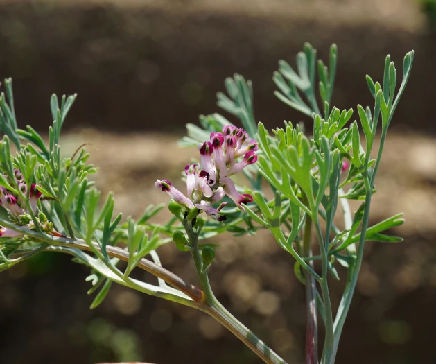 Fumaria vaillantii image