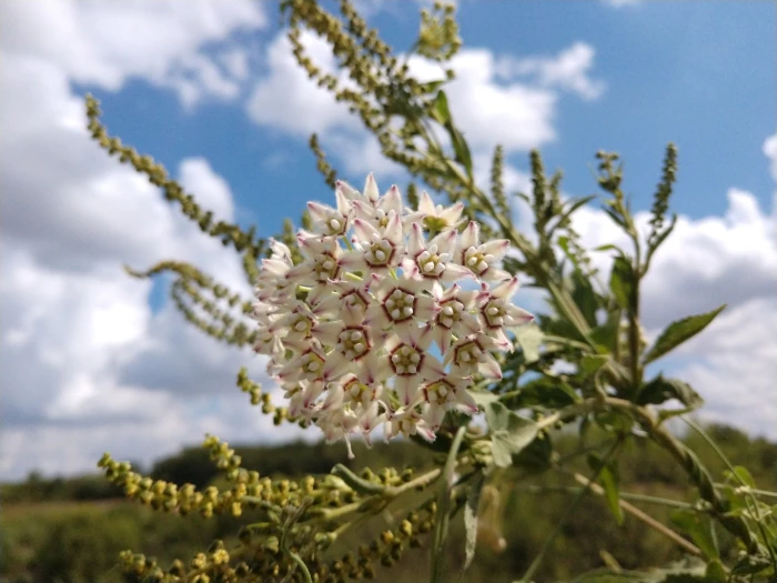Funastrum cynanchoides image