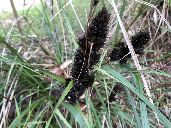 Gahnia aspera image