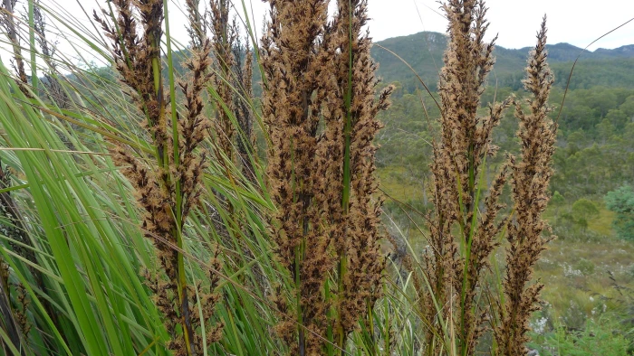 Gahnia grandis image