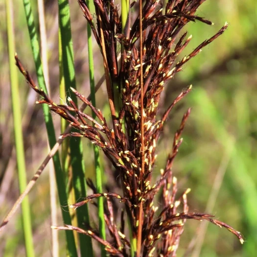 Gahnia radula image