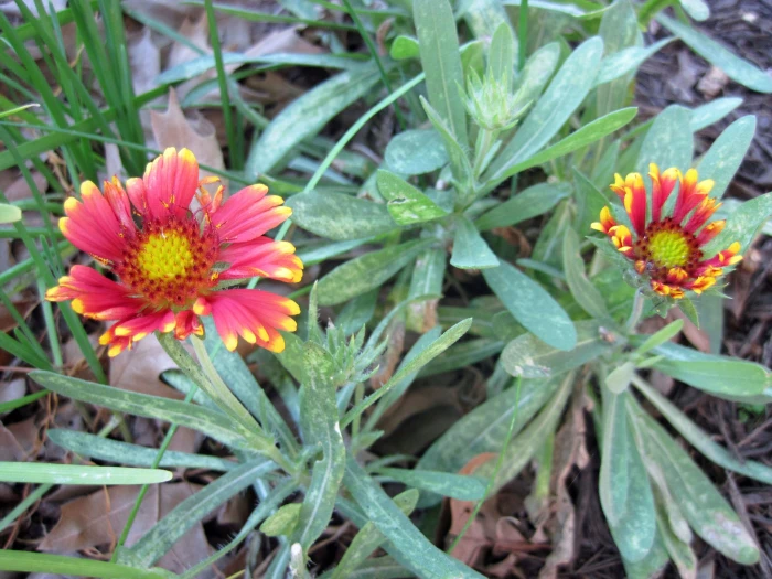 Gaillardia aestivalis image