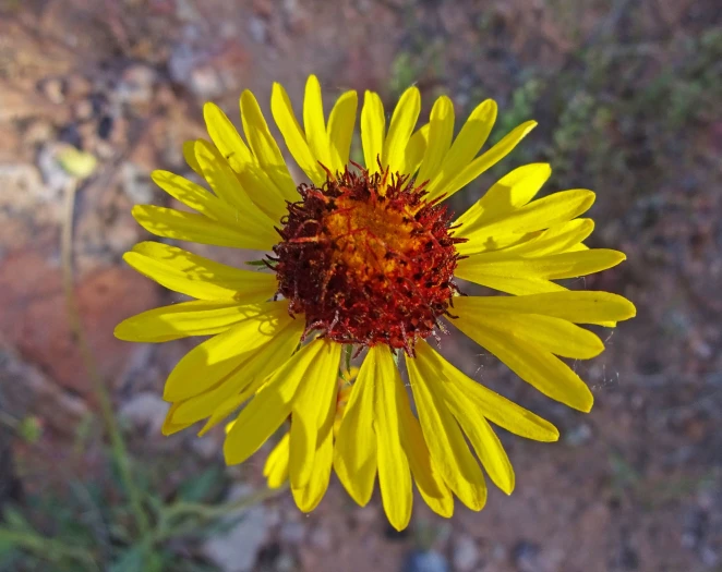 Gaillardia pinnatifida image