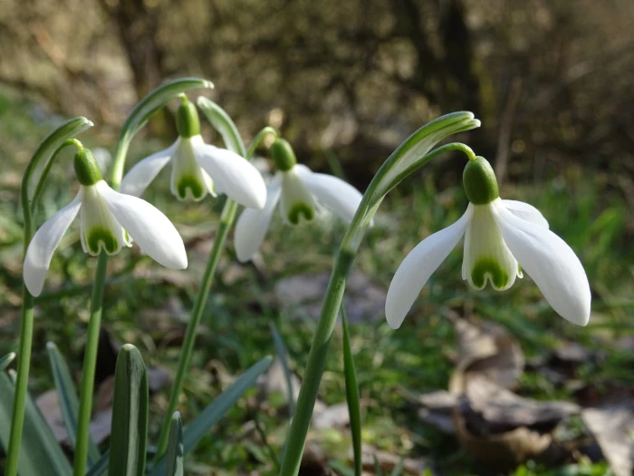 Galanthus nivalis image