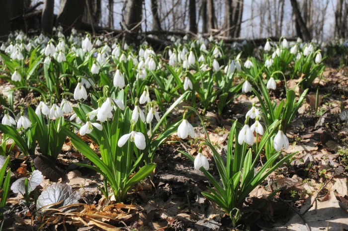 Galanthus plicatus image