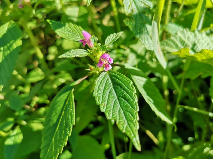 Galeopsis tetrahit image