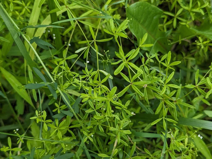 Galium obtusum image