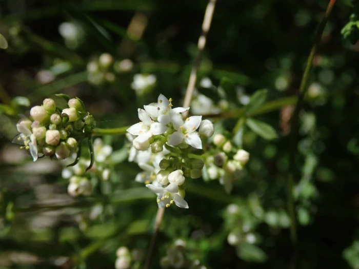 Galium saxatile image