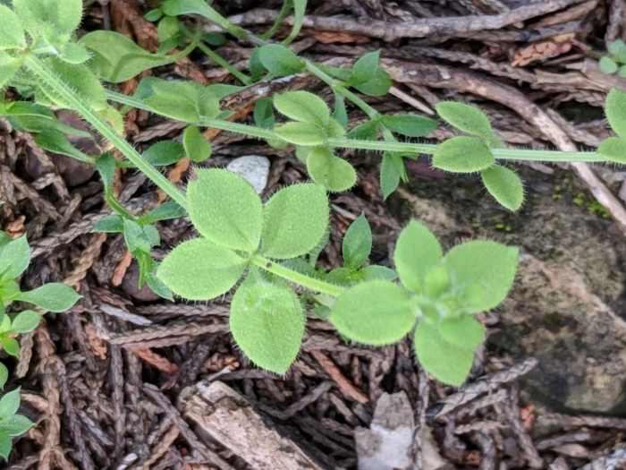 Galium texense image