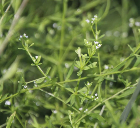 Galium tinctorium image