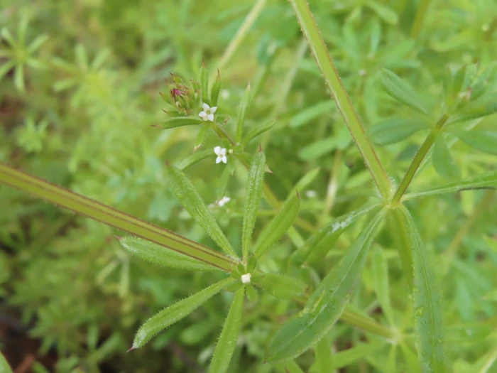 Galium tomentosum image