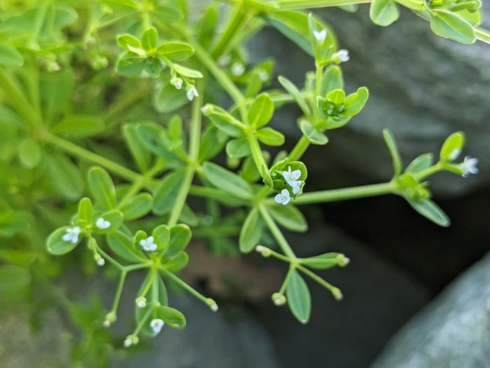 Galium trifidum image