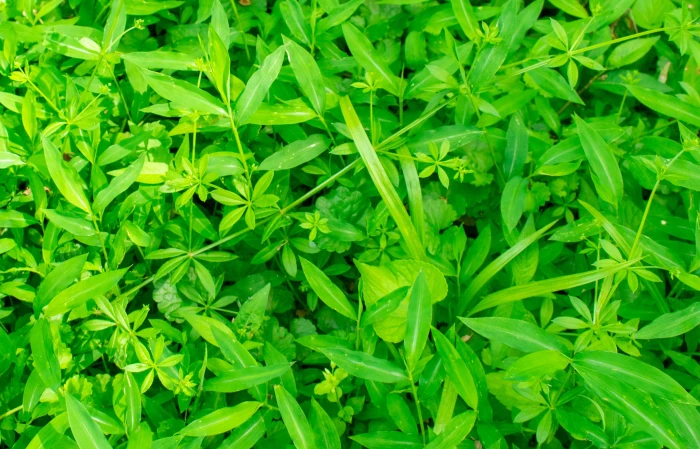 Galium triflorum image