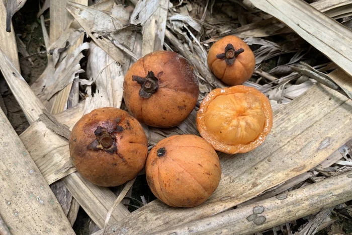 Garcinia cowa image