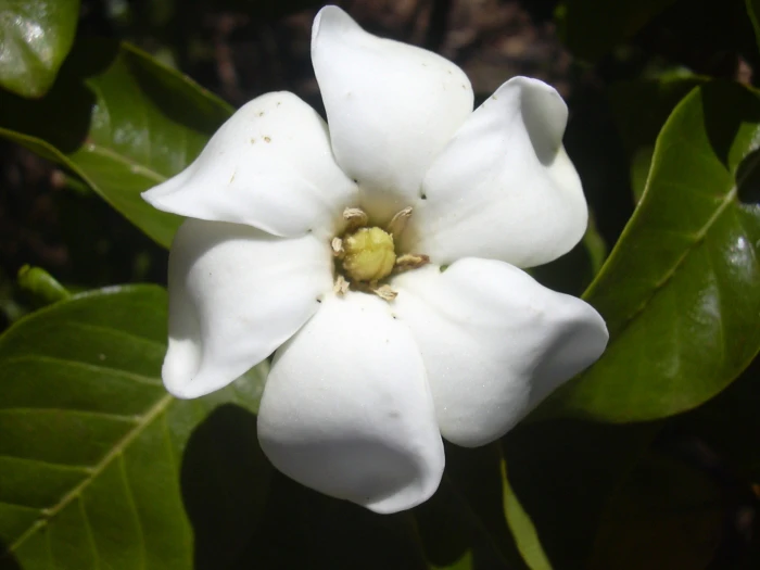 Gardenia brighamii image