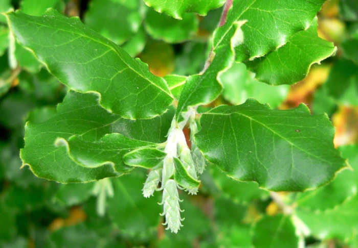 Garrya elliptica image