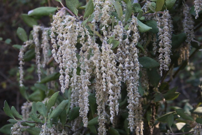 Garrya flavescens image