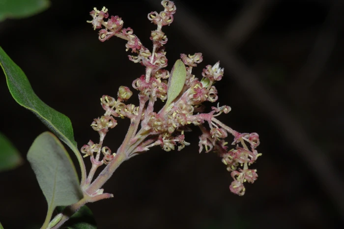 Garrya ovata image