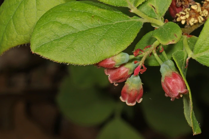 Gaylussacia baccata image