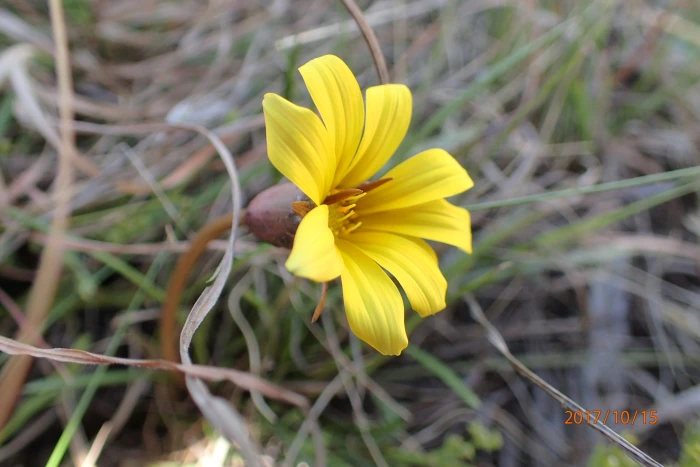 Gazania krebsiana image