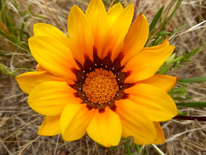 Gazania linearis image