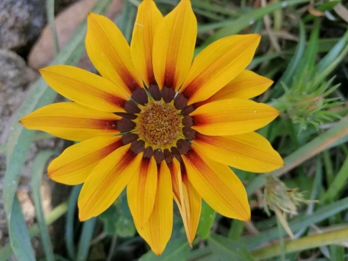 Gazania rigens image