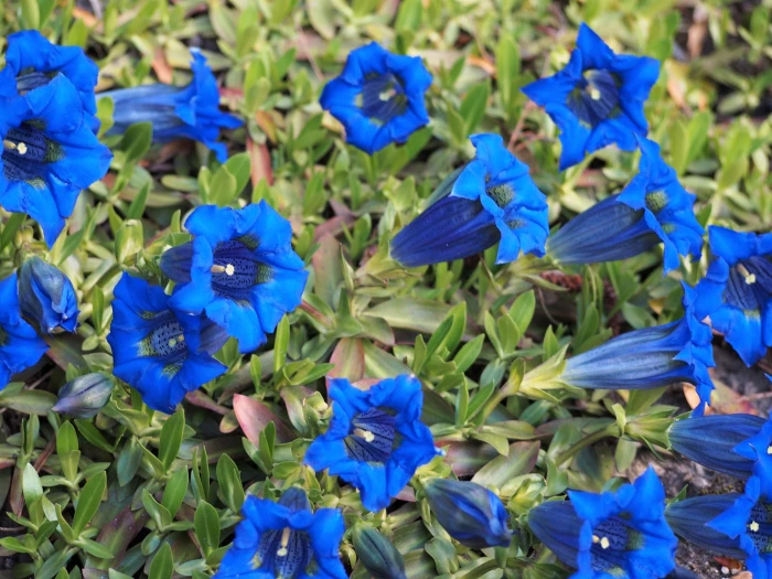 Gentiana acaulis image