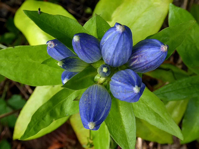 Gentiana andrewsii image