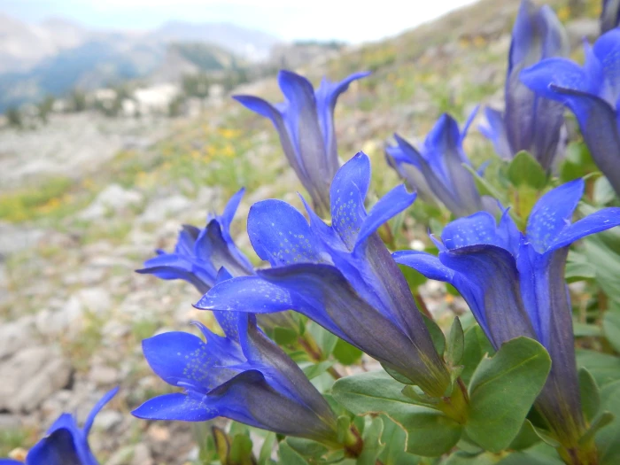 Gentiana calycosa image