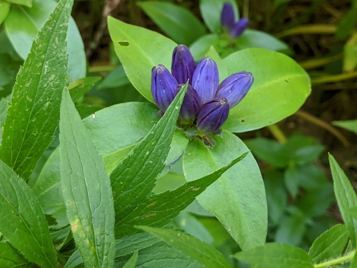 Gentiana clausa image