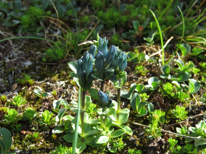 Gentiana glauca image