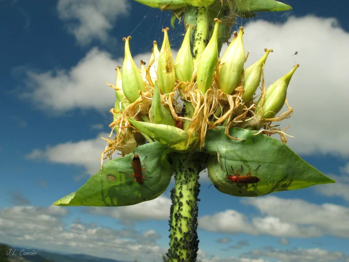 Gentiana lutea image