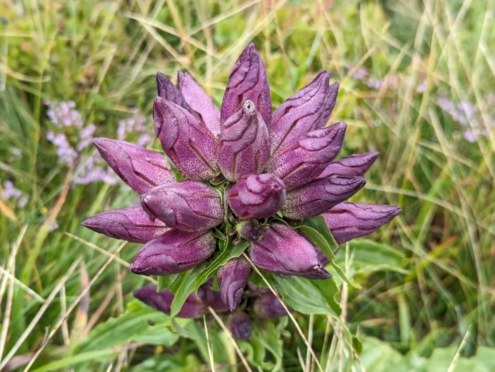 Gentiana pannonica image