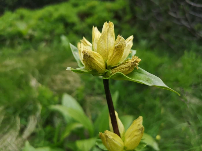 Gentiana punctata image