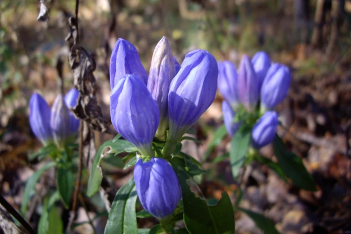 Gentiana saponaria image