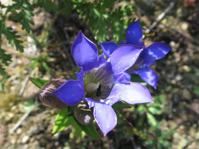 Gentiana scabra image
