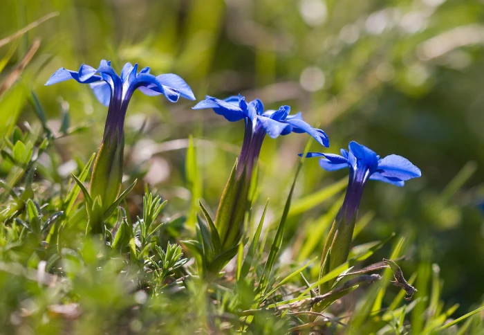 Gentiana verna image
