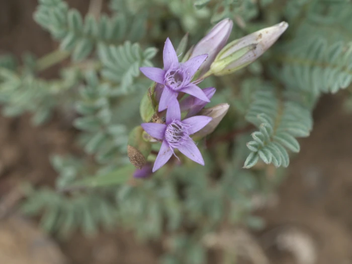 Gentianella amarella image