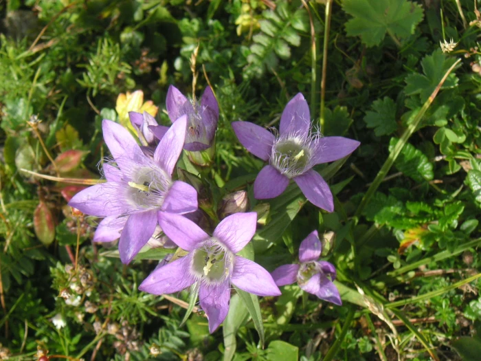Gentianella austriaca image