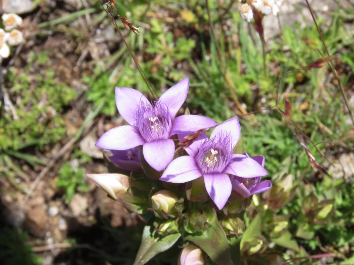 Gentianella germanica image