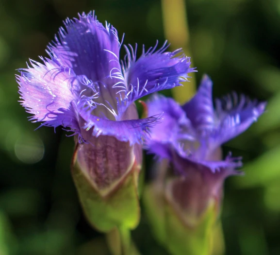 Gentianopsis crinita image