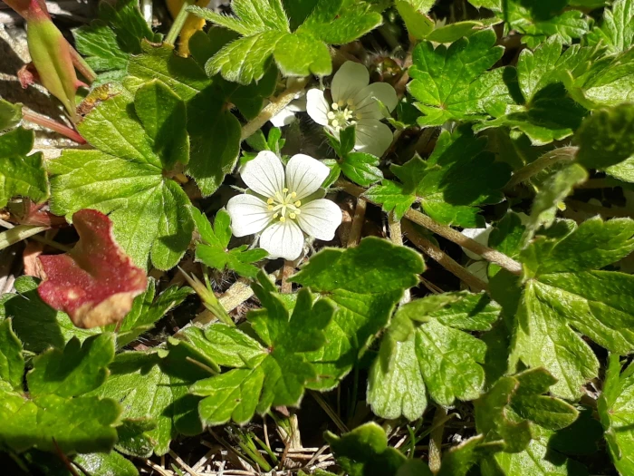 Geranium brevicaule image