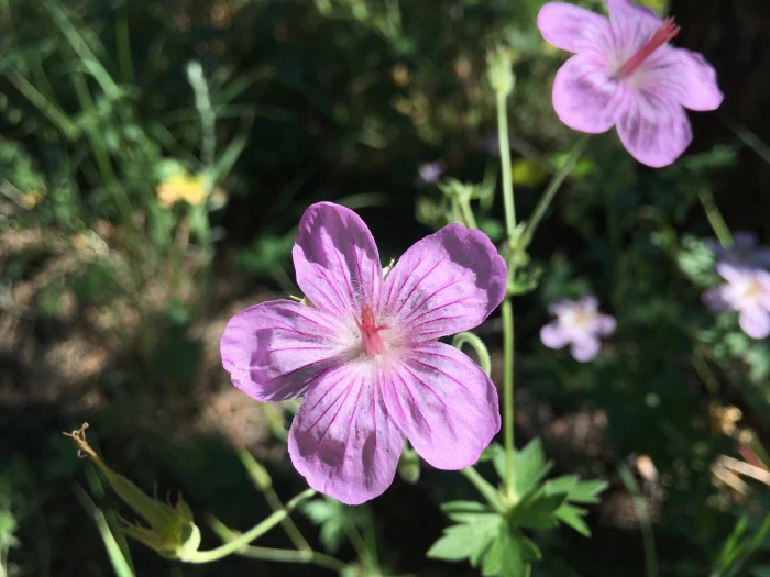 Geranium caespitosum image