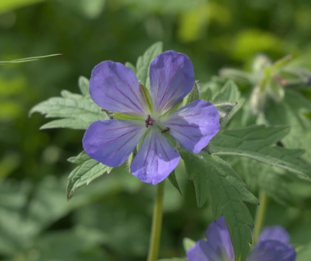 Geranium erianthum image