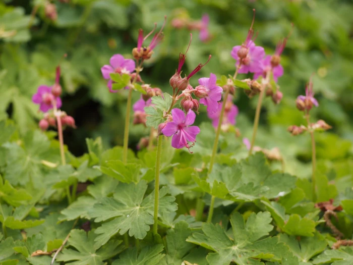 Geranium macrorrhizum image