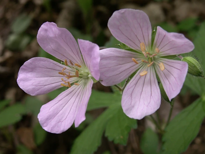 Geranium maculatum image