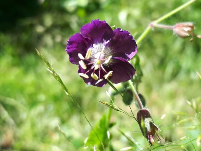 Geranium phaeum image